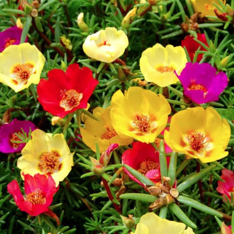 Nagyvirágú porcsin - Teltvirágú magkeverék, Portulaca grandiflora, ehető virág
